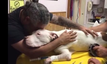 The strong man kisses and hugs to his 14 years old dog who passes away after some secs.