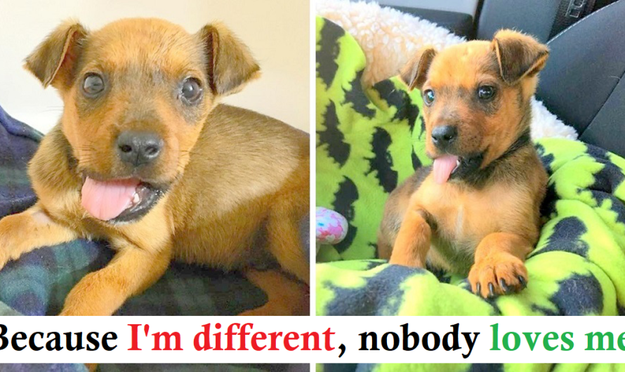 They Broke His Jaw And Threw Him Out Of A Moving Vehicle, But He Still Gives Kisses