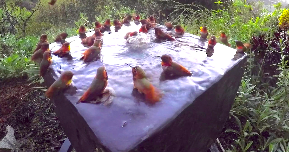 This Is What A Hummingbird Pool Celebration Looks Like