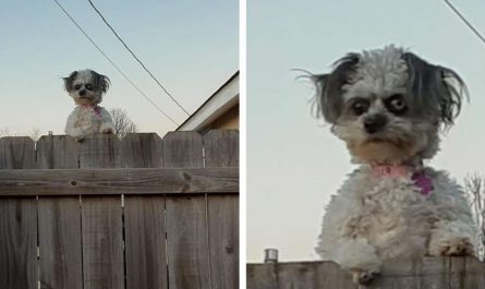 This Little Dog Looking Over A Fence Is Making People Uncomfortable
