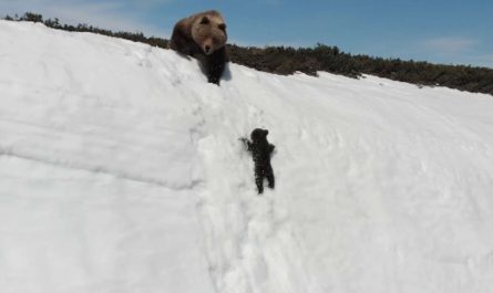 Tiny bear cub climbs up snowy mountain to reunite its mom in remarkable video