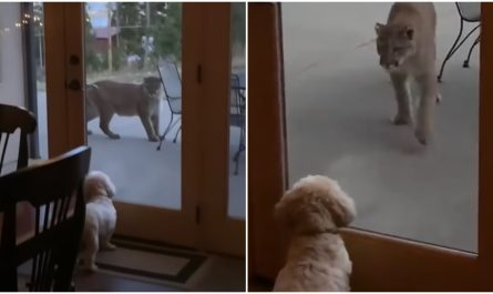 To Secure The House A Brave Little Dog Stares Down A Huge Mountain Lion