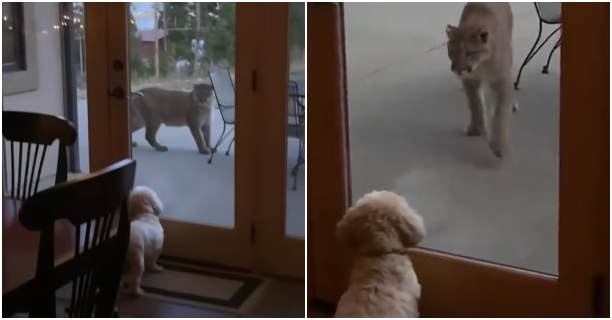To Secure The House A Brave Little Dog Stares Down A Huge Mountain Lion