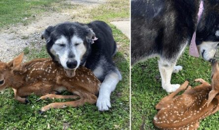 Touching moment selfless and kind dog comforts a sick baby deer found on his human's ranch