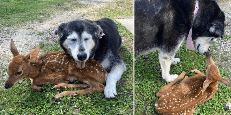 Touching moment selfless and kind dog comforts a sick baby deer found on his human's ranch