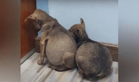 Two Terrified Stray Pups Clung To Every Other With Swollen Bellies