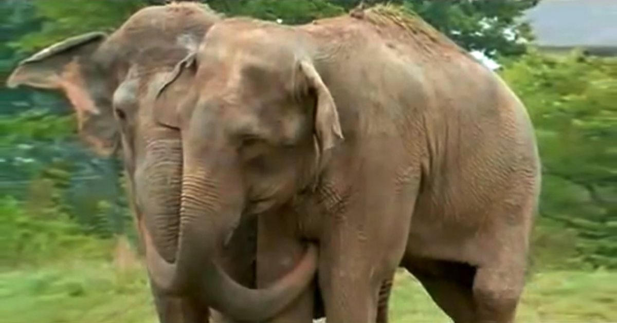 Two former circus elephants rejoin after twenty years apart in touching video