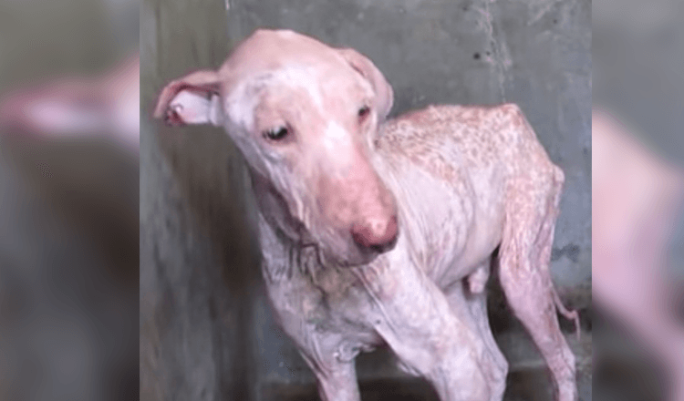 Unloved Sad Dog Was So Tired Of Painful Life That He Rejected To Lift his Head