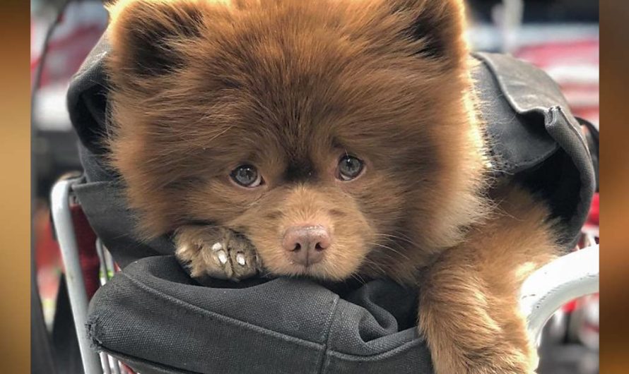“Unsellable” Dog Dumped By Breeders Comes To Be Big Instagram Star!