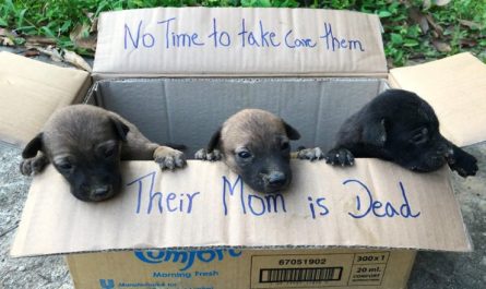 Video. A kind hearted kid rescued the three puppies left outdoors in the box