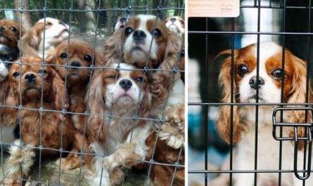 Volunteers carried out a rescue procedure in a breeding ranch and saved 108 abused dogs