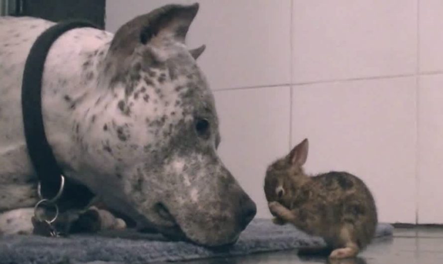 Wonderful Pit Bull Finds Wild Baby Rabbit And Raises As His Own