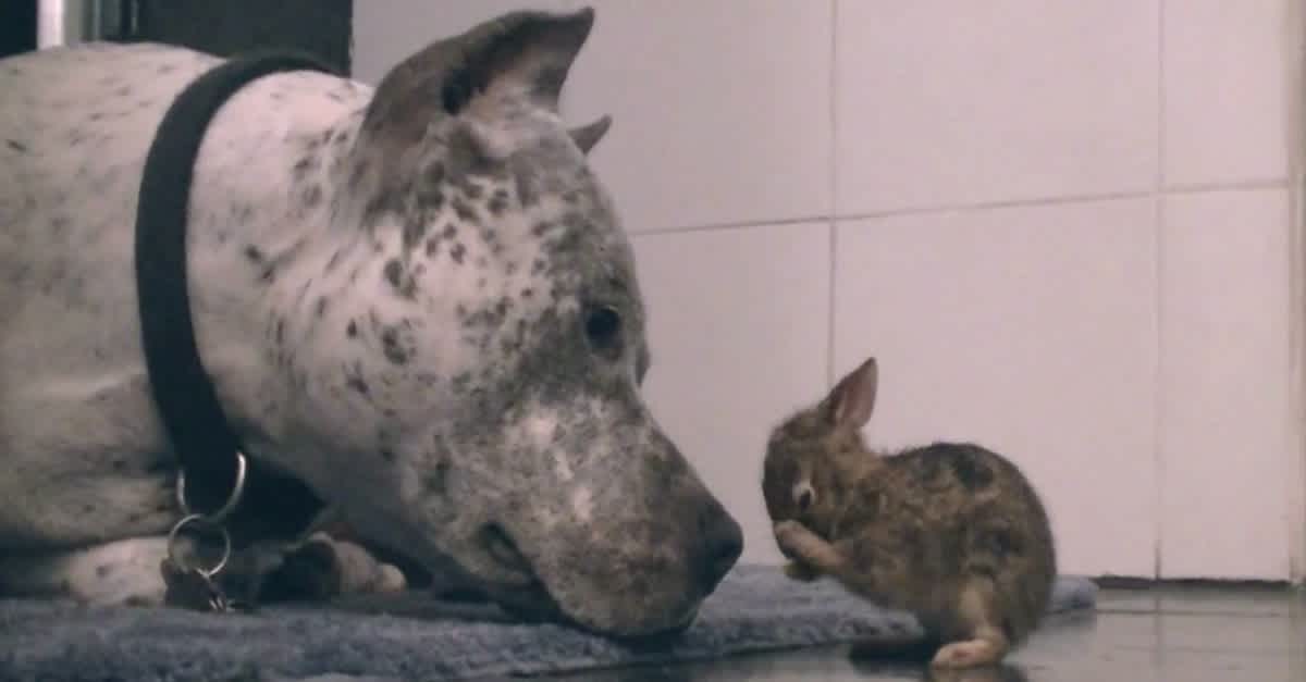 Wonderful Pit Bull Finds Wild Baby Rabbit And Raises As His Own