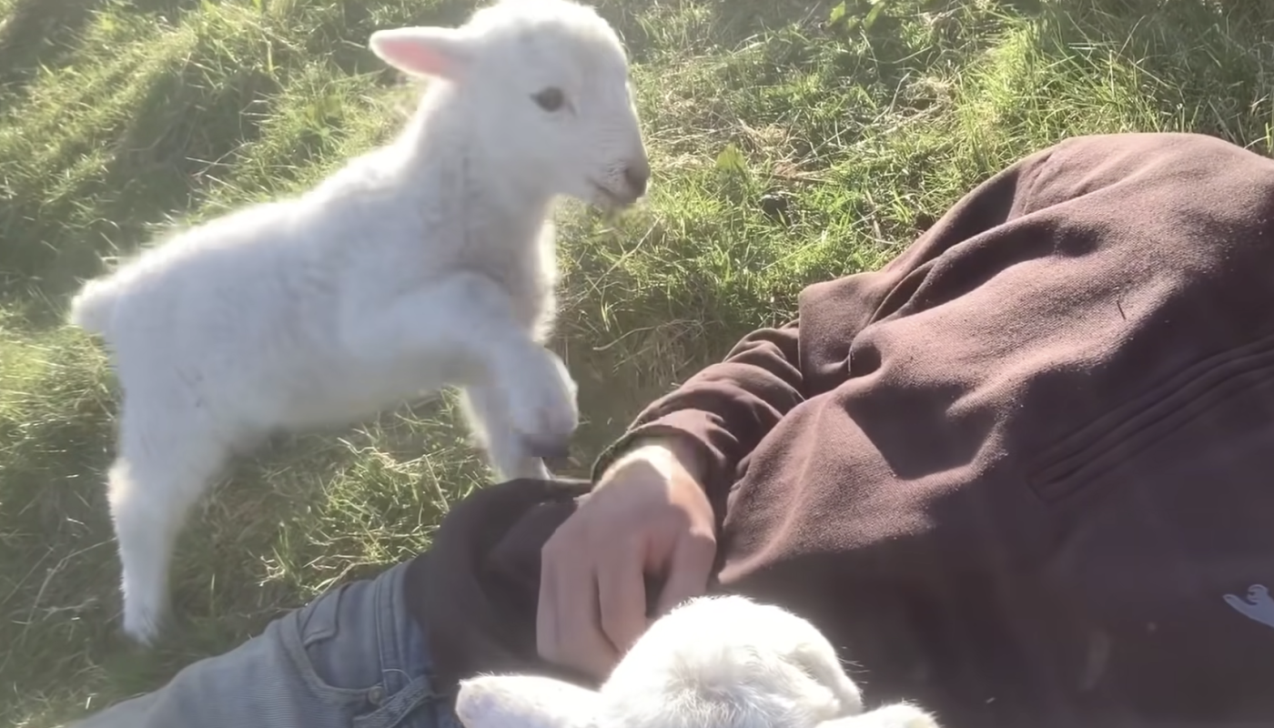 Wonderful lamb nicely asks owner for cuddles and warms millions of hearts