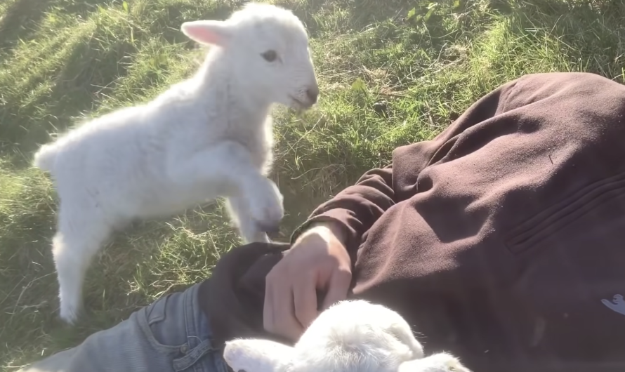 Wonderful lamb nicely asks owner for cuddles and warms millions of hearts