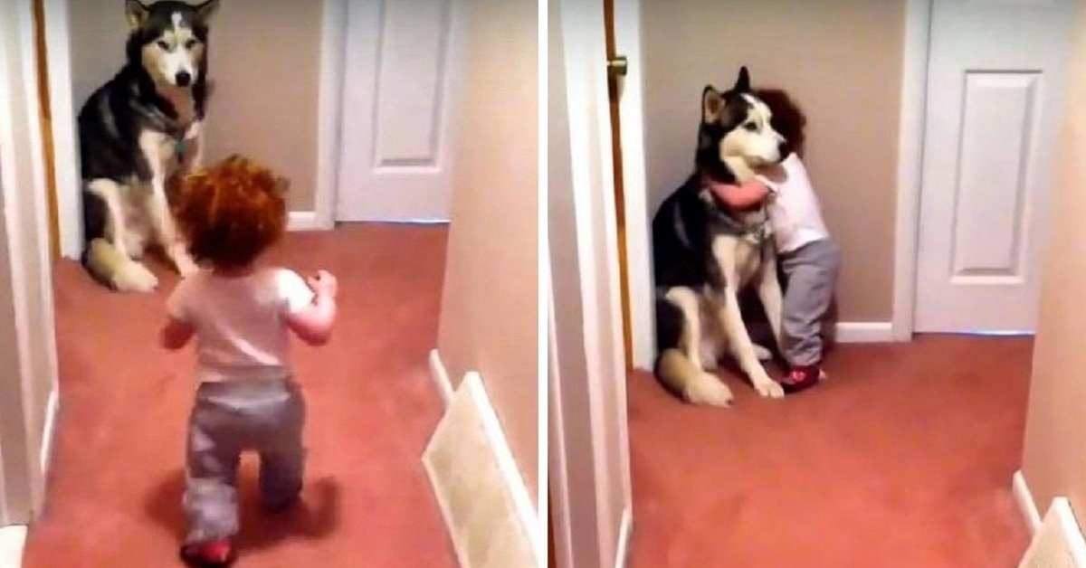 Wonderful little baby scared of vacuum cleaner runs to her dog for protection