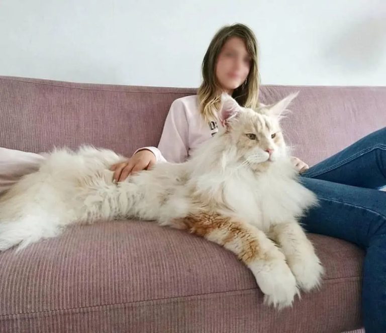 Kefir The Gigantic Maine Coon Cat Is The Size Of A Dog