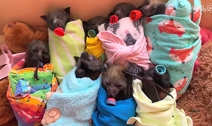 8 Baby Flying-Foxes Cuddled Up On A Giant Teddy Bear Is What You Need Today