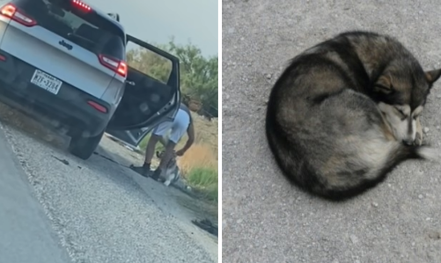 Husky Abandoned On The Side Of The Road It’s So Sad That Nobody Wants Him