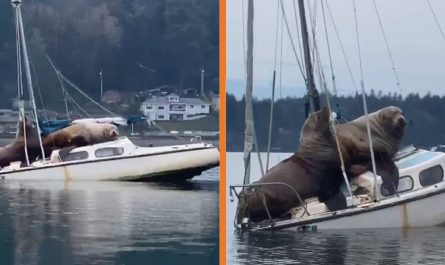 A Couple Of Enormous Sea Lions Borrow Someone's Boat, Then Sink It
