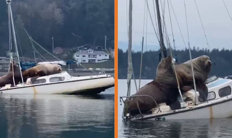 A Couple Of Enormous Sea Lions Borrow Someone’s Boat, Then Sink It