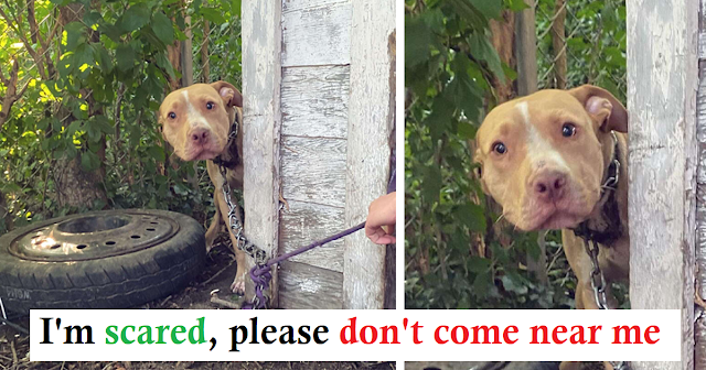 A Dog Chained In An Abandoned Backyard Can Not Believe He's Being Saved At All