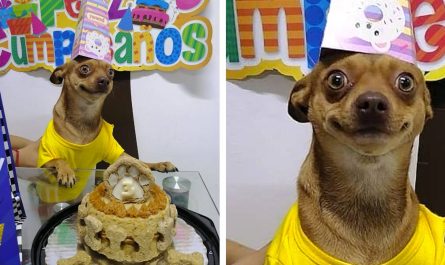 Adopted Dog Named Odin Is So Pleased That His Family Is Celebrating His Birthday celebration