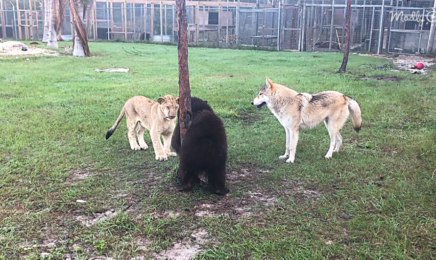 An Adorable Baby Lion Plays With A Baby Bear And A Wolf