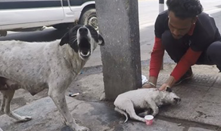 Anguished Mother Dog Cries Out For Help For Her Wounded Puppy