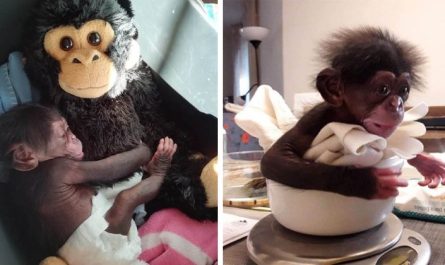 Baby Chimpanzee Hugs A Stuffed Monkey After Being Rejected By His Mother