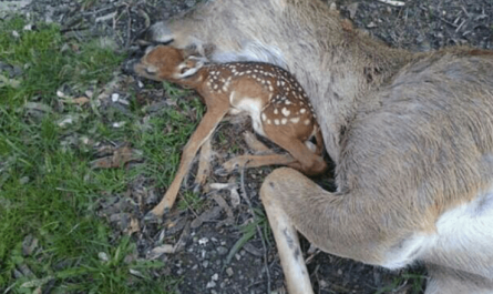 Baby Deer Lies Beside His Mom's Body Wishing That She Will Breathe Again