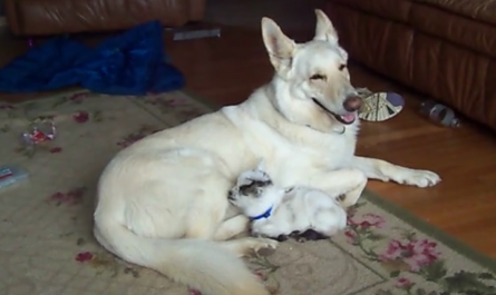 Baby Goat Thinks German Shepherd Is Her Mom, Dog Is Happy To Play Along