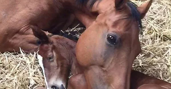 Baby Horse Who Lost His Mom Meets A Mare Who Lost A Baby