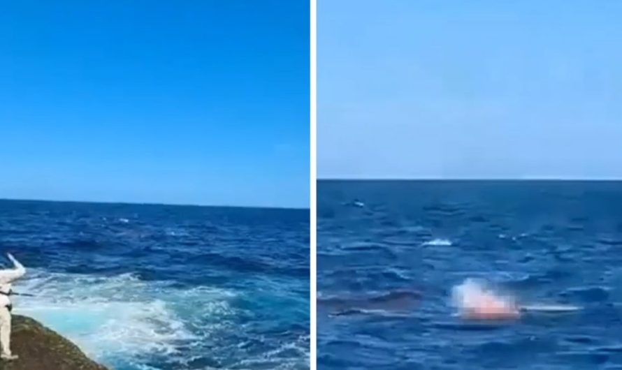 Beachgoers Witness 15-Ft Shark attack Swimmer in Sydney