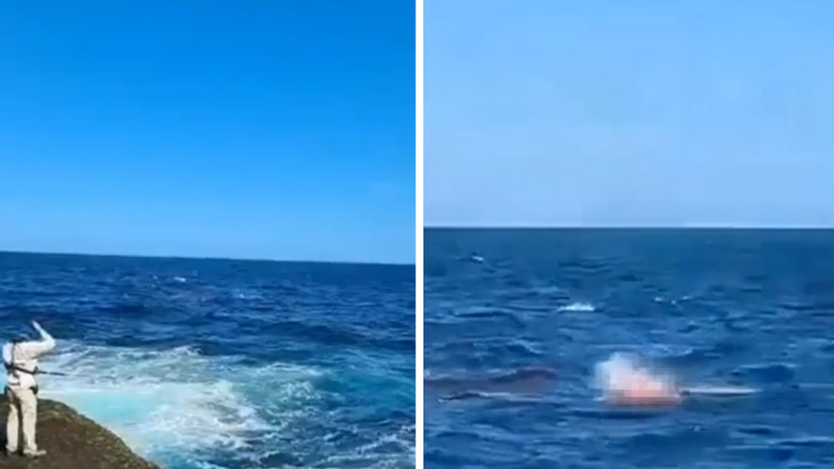 Beachgoers Witness 15-Ft Shark attack Swimmer in Sydney