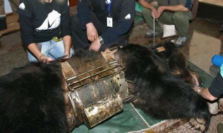 Bear Trapped For Years In 'Torture Vest' Now Spends Her Days Swimming