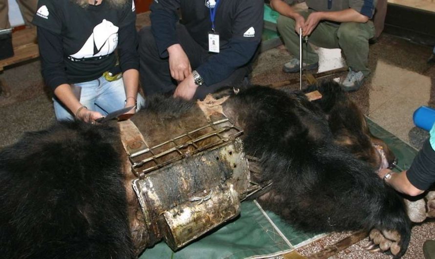 Bear Trapped For Years In ‘Torture Vest’ Now Spends Her Days Swimming