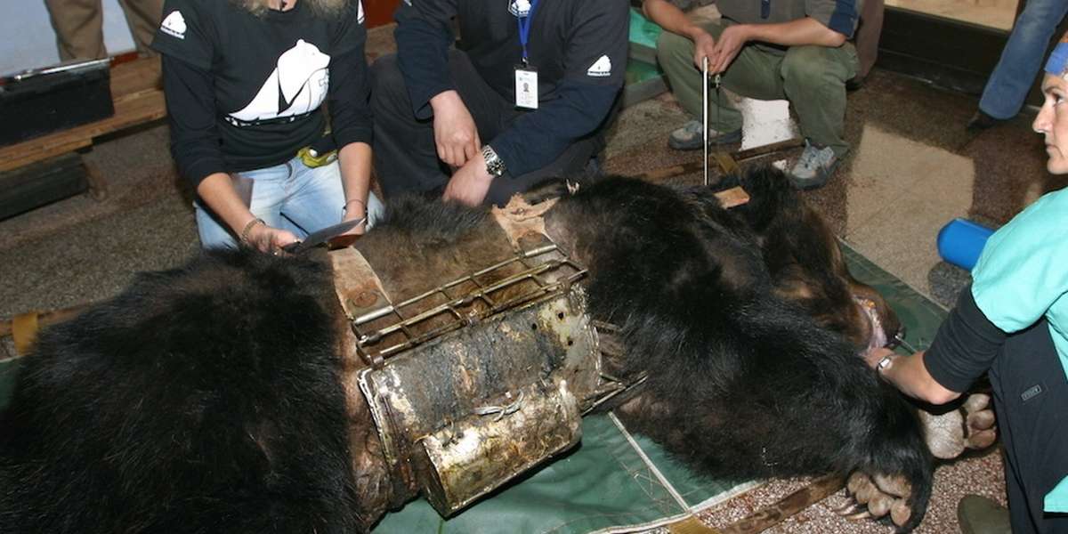 Bear Trapped For Years In 'Torture Vest' Now Spends Her Days Swimming