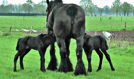 Belgian Draft Mare Reveals Four Day Old Baby Twin Foals
