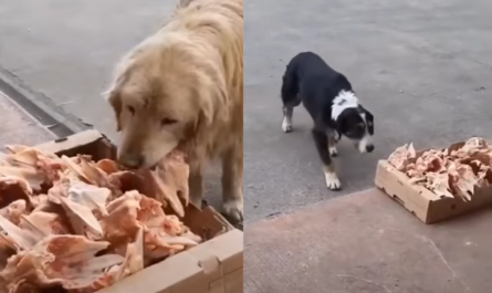 Butcher Leaves Leftovers Outside Shop For Stray Dogs