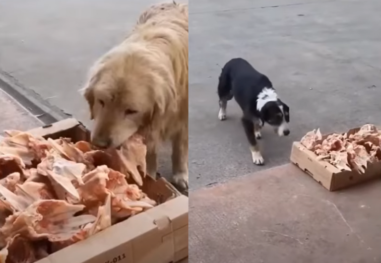 Butcher Leaves Leftovers Outside Shop For Stray Dogs