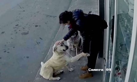 Cam Catches Nice Woman Stopping To Show Stray Dogs That They Matter, Too