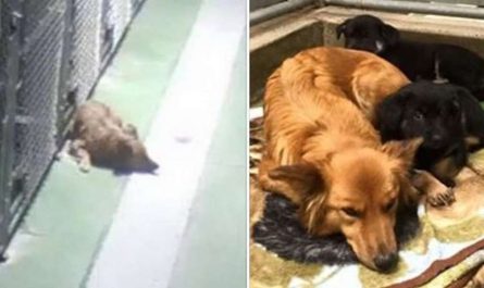 Camera Catches Shelter Dog Breaking Out Of Her Kennel To Comfort Crying Puppies