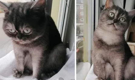 Cat Who Was Misunderstood for Her Grumpy Face, Locates Family of Her Dreams After Months of Waiting