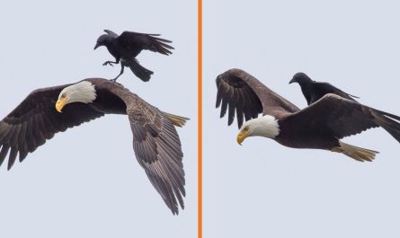 Crow Rides On The Back Of An Eagle, Mid-Air, In Once-In-A-Lifetime Photos