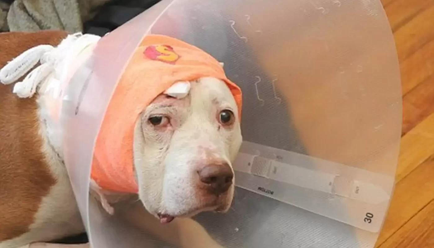 Deaf Dog Took A Bullet For His Owner ... And Right Now He's Homeless
