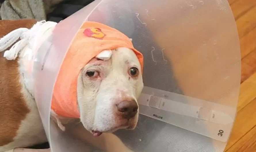 Deaf Dog Took A Bullet For His Owner … And Right Now He’s Homeless