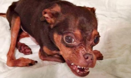 Deformed Dog Gets Ignored Because Adopters Believe He's Ugly