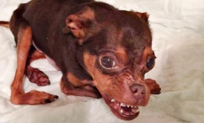 Deformed Dog Gets Ignored Because Adopters Believe He's Ugly