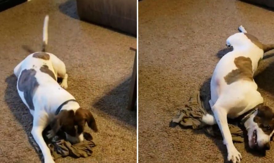 Deployed soldier sends t-shirt home, dog smells it and adorably go crazy